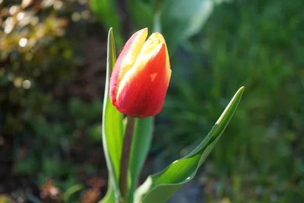 Zweifarbige Rot Gelbe Tulpe Mai Garten Berlin Deutschland — Stockfoto