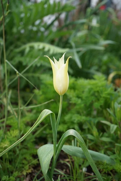 Lilienblütige Gelbe Tulpe Mai Garten Berlin Deutschland — Stockfoto