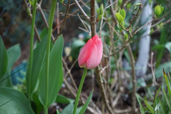 Розовый Тюльпан Саду Мае Берлин Германия — стоковое фото