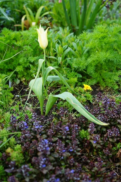 五月在花园里开了百合花的黄色郁金香 德国柏林 — 图库照片