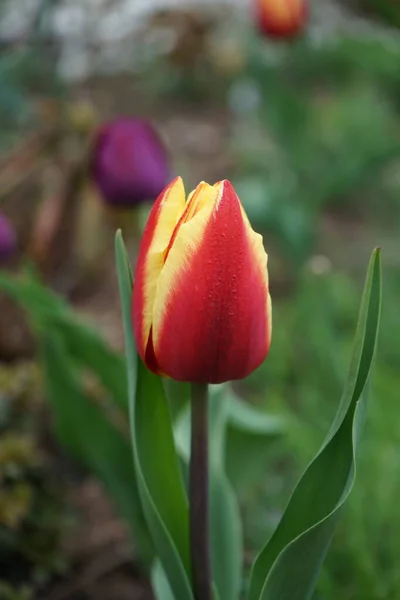 Dwukolorowy Czerwono Żółty Tulipan Ogrodzie Maju Berlin Niemcy — Zdjęcie stockowe