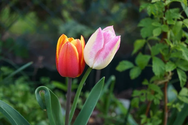 Два Тюльпана Растут Бок Бок Обнимаясь Саду Мае Берлин Германия — стоковое фото