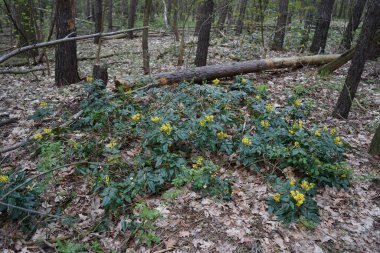Mahonia aquifolium ya da Oregon üzümü, Berberidaceae familyasından bir bitki türü. Berlin, Almanya 