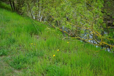 Mayıs ayında Wuhle nehrinin kıyısında çiçek açan sarı karahindibalar. Berlin, Almanya 