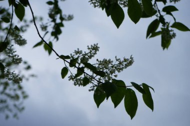 Kuş kirazı mayıs ayında çiçek açar. Prunus padus, gül (