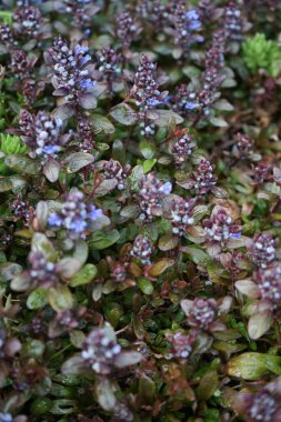 Ajuga reptans, borazan, mavi borazan, bugleherb, bugleweed, havyar, halı bugleweed, ortak borazan, St. Lawrence bitkisi. Naneli bir ailede yetişen otçul bir bitkidir. Berlin, Almanya