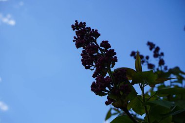 Mayısın başında bahçede leylaklar. Leylak, Oleaceae, Oleaceae familyasından çiçekli bir bitki türü. Berlin, Almanya