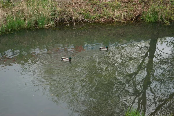 Patos Reais Nadam Longo Rio Wuhle Maio Berlim Alemanha — Fotografia de Stock