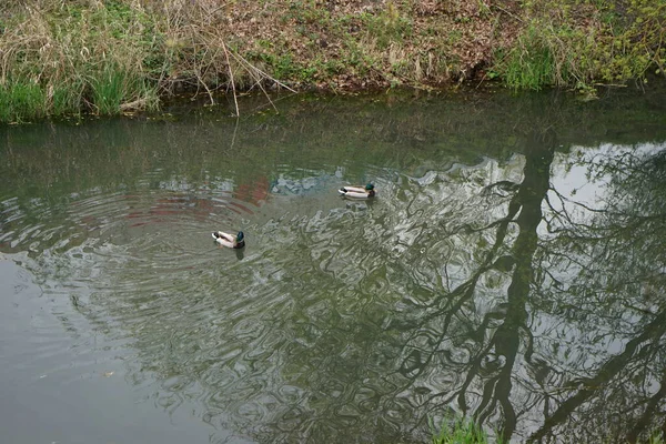 Patos Reais Nadam Longo Rio Wuhle Maio Berlim Alemanha — Fotografia de Stock