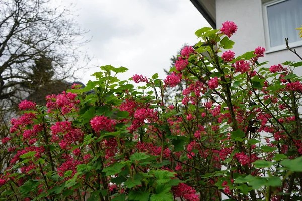 Ribes Sanguineum Blooms Beautiful Red Flowers Early April Ribes Sanguineum — Stock Photo, Image