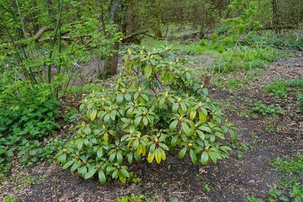 Rhododendron Lisière Forêt Mai Berlin Allemagne — Photo