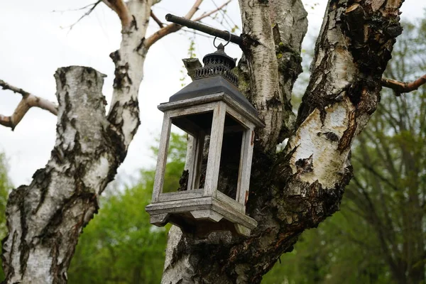 Vogelfutterstelle Auf Einem Baum Marzahn Hellersdorf Berlin — Stockfoto