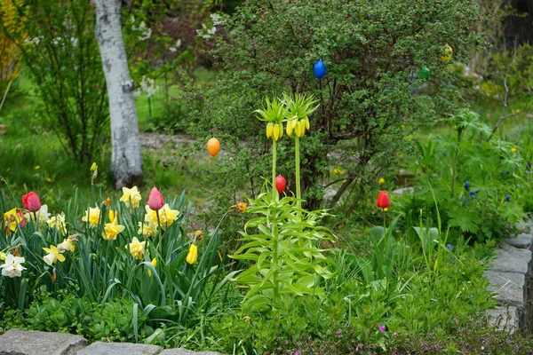 Macizo Flores Floreciendo Primavera Con Flores Bulbosas Tulipanes Narcisos Fritillaria — Foto de Stock