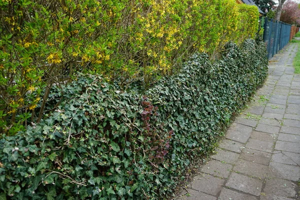 Hedera Helix Plotě Zahradě Hedera Helix Druh Kvetoucí Rostliny Čeledi — Stock fotografie