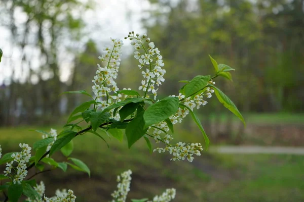 Pájaro Flores Cerezo Mayo Prunus Padus Una Planta Con Flores — Foto de Stock