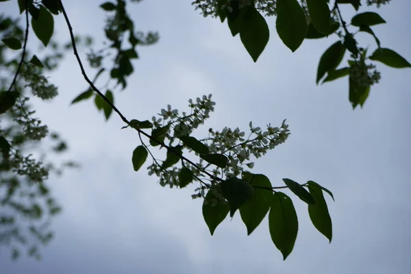 Vogelkirsche Blüht Mai Prunus Padus Bekannt Als Vogelkirsche Zürgelbeere Hagberry — Stockfoto