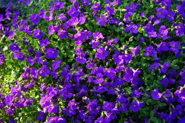 Aubrieta Cultorum Kitte Mai Garten Berlin Deutschland — Stockfoto