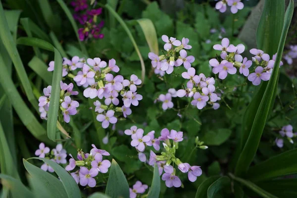 Arabis Caucasica Pinkie Maju Ogrodzie Berlin Niemcy — Zdjęcie stockowe