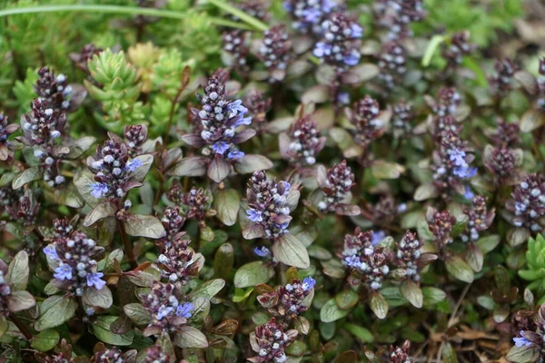 Ajuga Reptans Bugle Blue Bugle Bugleherb Bugleweed Carpetweed Carpet Bugleweed — Fotografia de Stock