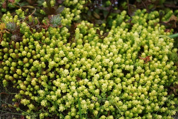 Sedum Acre Reine Jaune Dans Jardin Mai Sedum Est Genre — Photo