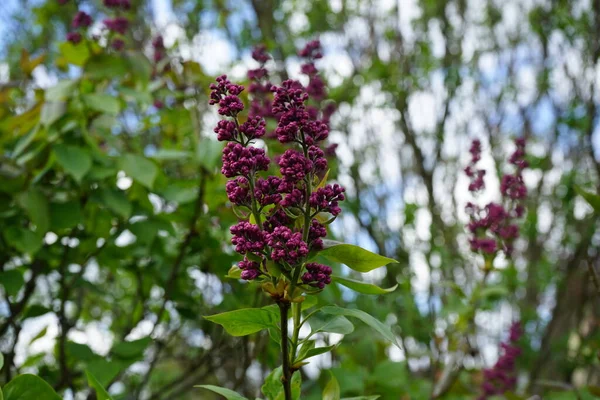 Lilacs Začátku Května Zahradě Syringa Vulgaris Šeřík Nebo Obyčejný Šeřík — Stock fotografie