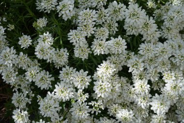 Iberis mayıs ayında bahçede sempervirens. Berlin, Almanya  