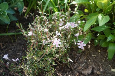 Phlox subulata 