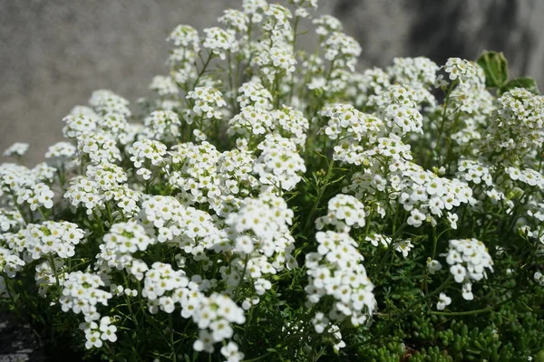 Hornungia Alpina Ven Hutchinsia Alpina Eller Pritzelago Alpina Blommande Familjen — Stockfoto