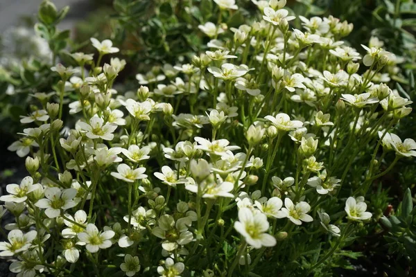 5月に庭でアレナリア モンタナ ブリザード コンパクト アレリア モンタナ Arenaria Montana ヤシ科の開花植物の一種である ドイツ — ストック写真