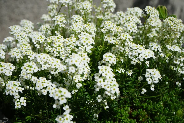 Horungia Alpina またHutchinsia AlpinaまたはPritzelago Alpinaは アブラナ科の開花植物です 庭の春 ドイツ ベルリン — ストック写真