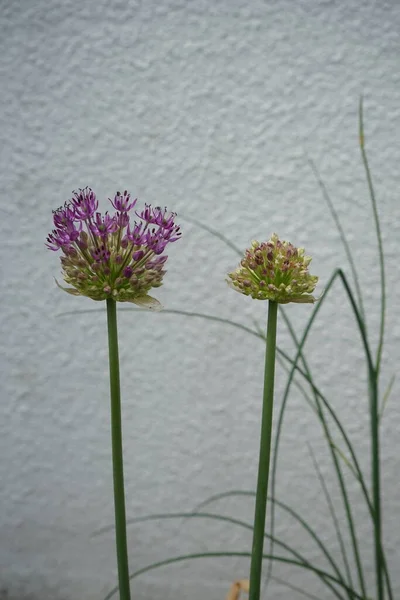 Prydnads Lila Allium Rjan Blomningen Maj Trã Dgã Rden Berlin — Stockfoto