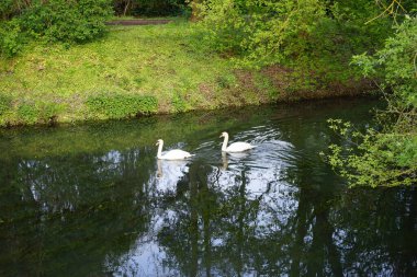 Güzel beyaz kuğular Mayıs ayında Wuhle Nehri 'nde yüzerler. Marzahn-Hellersdorf, Berlin, Almanya 
