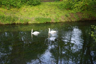 Güzel beyaz kuğular Mayıs ayında Wuhle Nehri 'nde yüzerler. Marzahn-Hellersdorf, Berlin, Almanya  