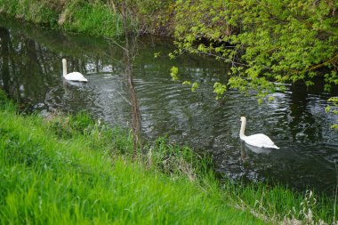 Güzel beyaz kuğular Mayıs ayında Wuhle Nehri 'nde yüzerler. Marzahn-Hellersdorf, Berlin, Almanya  
