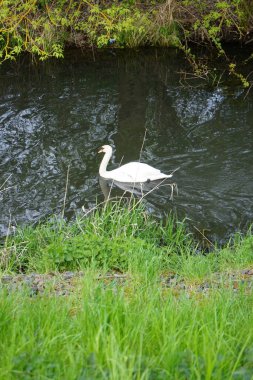 Mayıs ayında Wuhle Nehri 'nde güzel beyaz bir kuğu yüzer. Marzahn-Hellersdorf, Berlin, Almanya  
