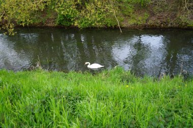 Mayıs ayında Wuhle Nehri 'nde güzel beyaz bir kuğu yüzer. Marzahn-Hellersdorf, Berlin, Almanya  