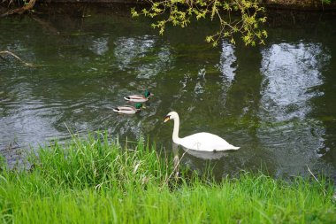 Güzel beyaz kuğu ve yaban ördekleri Mayıs ayında Wuhle Nehri 'nde yüzerler. Marzahn-Hellersdorf, Berlin, Almanya  