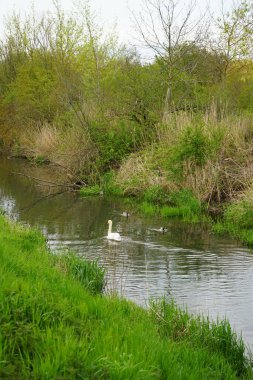 Güzel beyaz kuğu ve yaban ördekleri Mayıs ayında Wuhle Nehri 'nde yüzerler. Marzahn-Hellersdorf, Berlin, Almanya  
