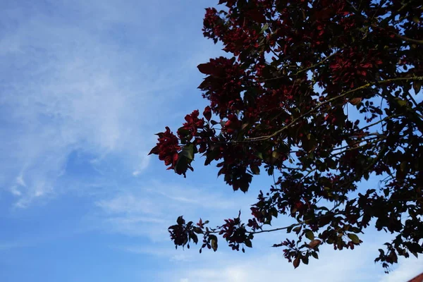 Malus Liset Blüht Mai Garten Berlin Deutschland — Stockfoto