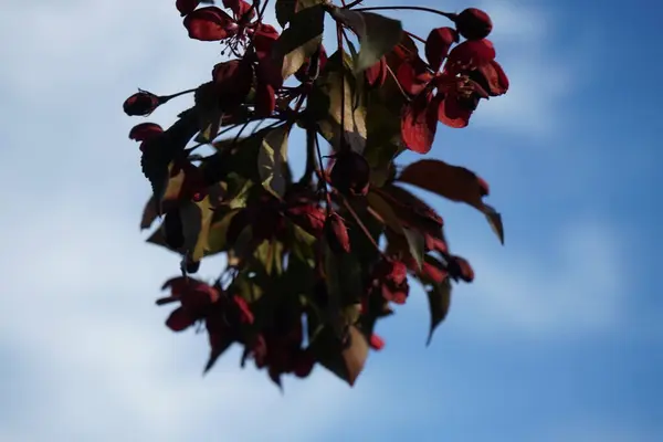 Malus Liset Ανθίζει Στον Κήπο Τον Μάιο Βερολίνο Γερμανία — Φωτογραφία Αρχείου