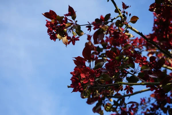 Malus Liset Blooms Garden May Berlin Germany — Stock Photo, Image