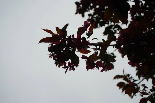 Malus Liset Floresce Jardim Maio Berlim Alemanha — Fotografia de Stock