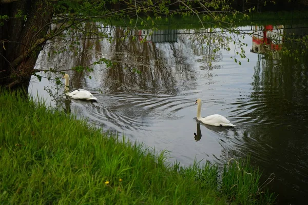 Schöne Weiße Schwäne Treiben Mai Auf Der Wuhle Marzahn Hellersdorf — Stockfoto