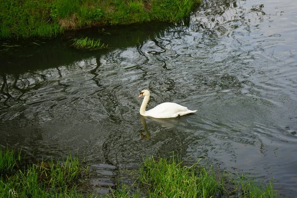 Hermoso Cisne Blanco Flota Río Wuhle Mayo Marzahn Hellersdorf Berlín — Foto de Stock