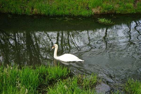 Hermoso Cisne Blanco Flota Río Wuhle Mayo Marzahn Hellersdorf Berlín —  Fotos de Stock