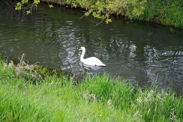 Ein Schöner Weißer Schwan Schwimmt Mai Auf Der Wuhle Marzahn — Stockfoto