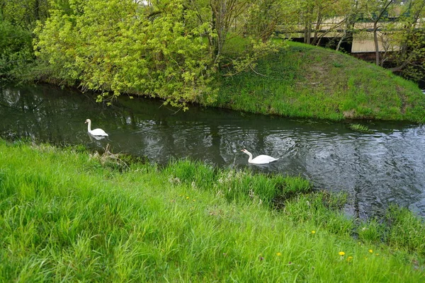 Bellissimi Cigni Bianchi Galleggiano Sul Fiume Wuhle Maggio Marzahn Hellersdorf — Foto Stock