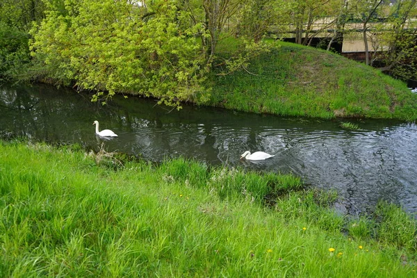 Beaux Cygnes Blancs Flottent Sur Rivière Wuhle Mai Marzahn Hellersdorf — Photo