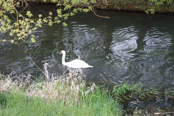 Beautiful White Swan Floats Wuhle River May Marzahn Hellersdorf Berlin — Stock Photo, Image