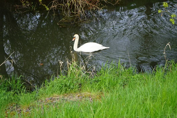 Hermoso Cisne Blanco Flota Río Wuhle Mayo Marzahn Hellersdorf Berlín —  Fotos de Stock